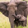 Report Illegal Wildlife Trading